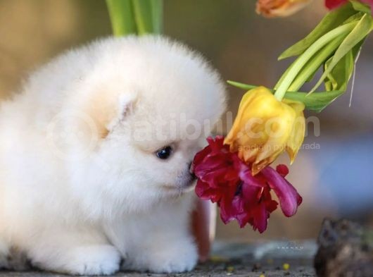 Ayı Surat Pomeranian Boo Yavruları görsel