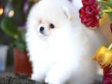 Ayı surat pomeranian boo yavruları