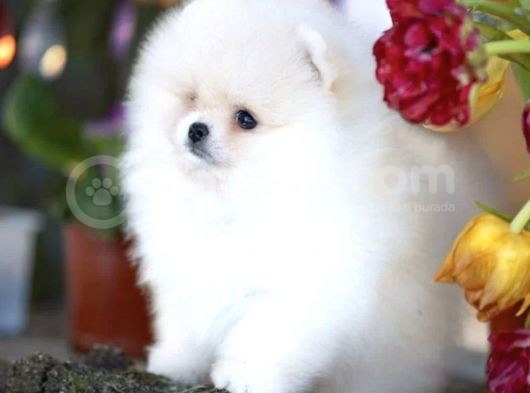 Ayı Surat Pomeranian Boo Yavruları