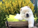 Üst Kalite Chow Chow Yavruları