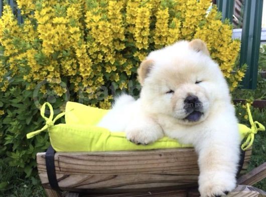 Üst Kalite Chow Chow Yavruları görsel