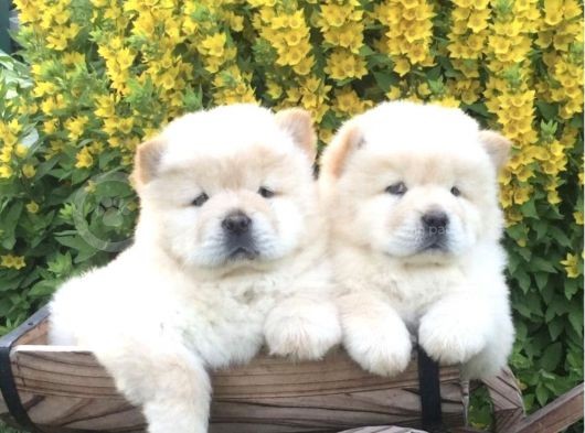 Üst Kalite Chow Chow Yavruları görsel