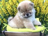 Üst kalite Chow chow yavruları