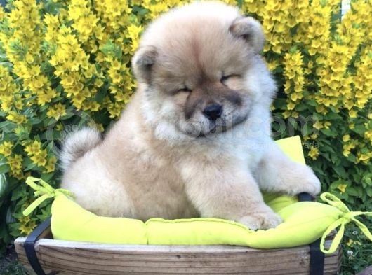 Üst Kalite Chow Chow Yavruları