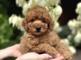 Red Toy Poodle Bebekler