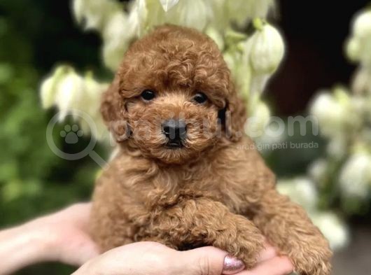 Red Toy Poodle Bebekler görsel