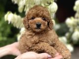 Red toy poodle bebekler