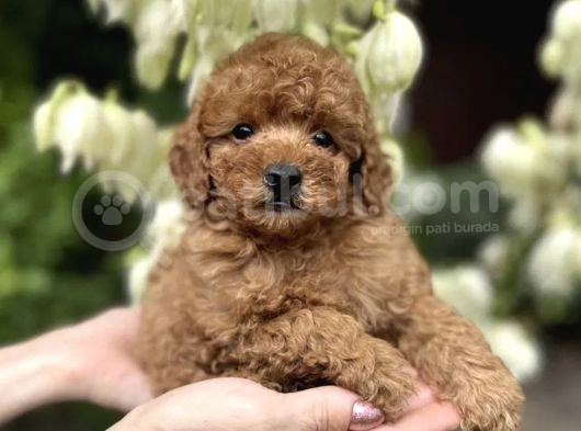 Red Toy Poodle Bebekler
