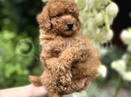 Red Toy Poodle Bebekler görsel