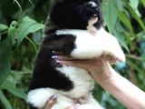 Amerikan akita yavrusu