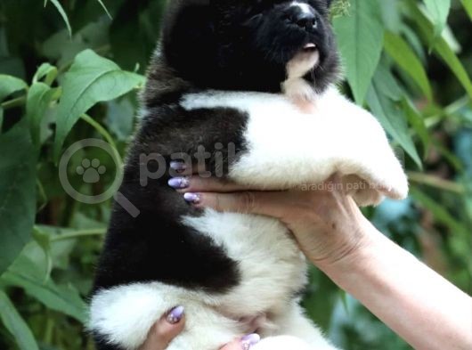 Amerikan Akita Yavrusu