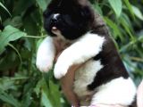 Amerikan Akita Yavrusu