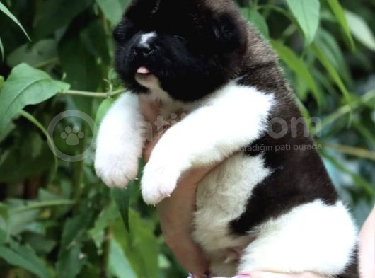 Amerikan Akita Yavrusu görsel