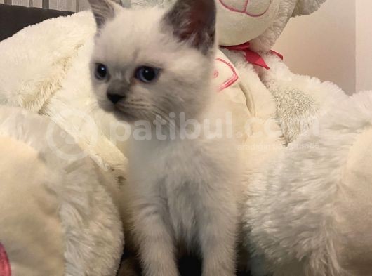Paşamiz Yeni̇ Yuvasini Ariyor görsel