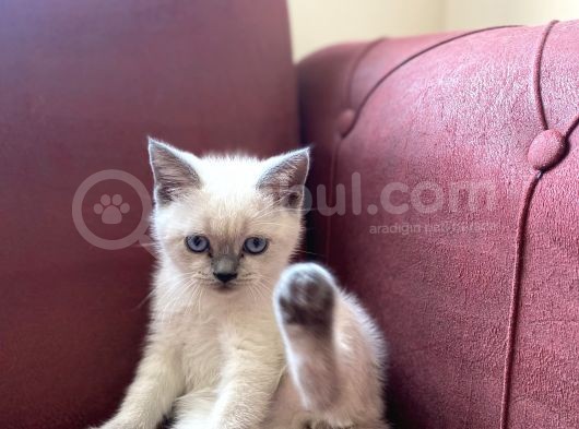 Paşamiz Yeni̇ Yuvasini Ariyor görsel
