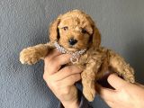 Her Renk Poodle Yavrularımız