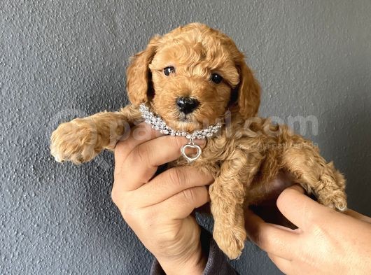 Her Renk Poodle Yavrularımız görsel