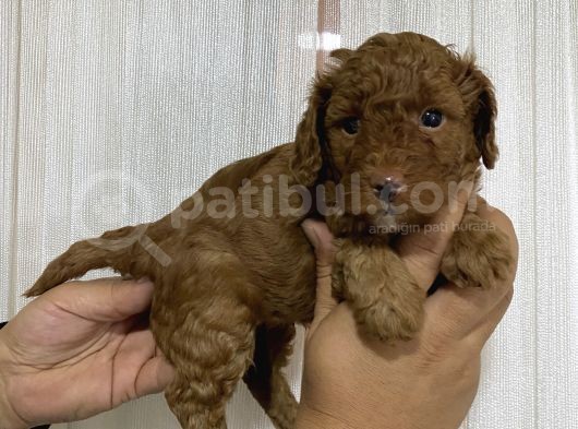 Her Renk Poodle Yavrularımız görsel