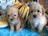 Her Renk Poodle Yavrularımız