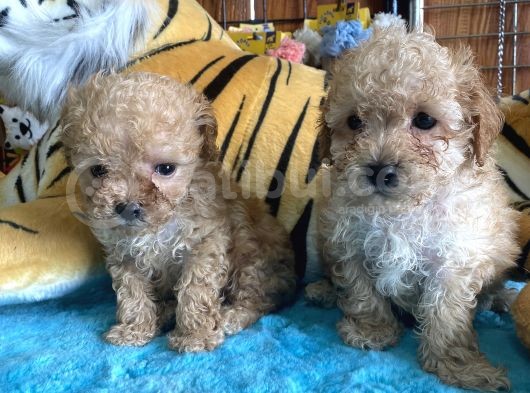 Her Renk Poodle Yavrularımız görsel