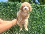 Küçük maltipoo kızım