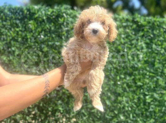 Küçük Maltipoo Kızım