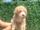 Küçük Maltipoo Kızım