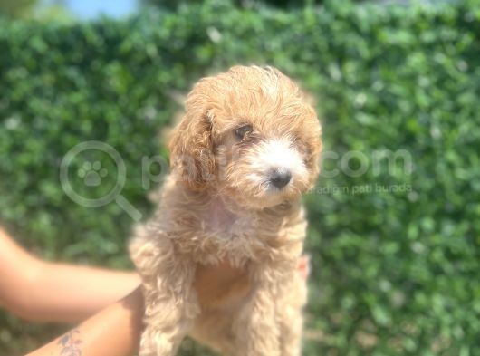 Küçük Maltipoo Kızım görsel