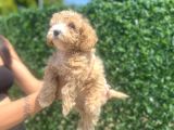 Küçük Maltipoo Kızım