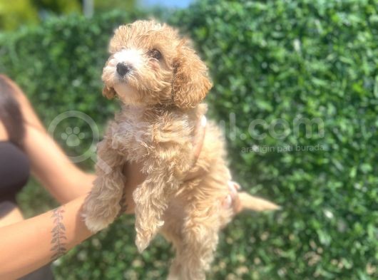 Küçük Maltipoo Kızım görsel