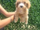 Küçük Maltipoo Kızım