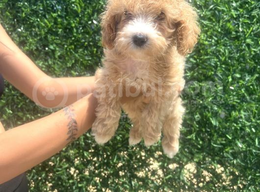 Küçük Maltipoo Kızım görsel