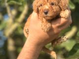 Küçük Poodle Bebeğim