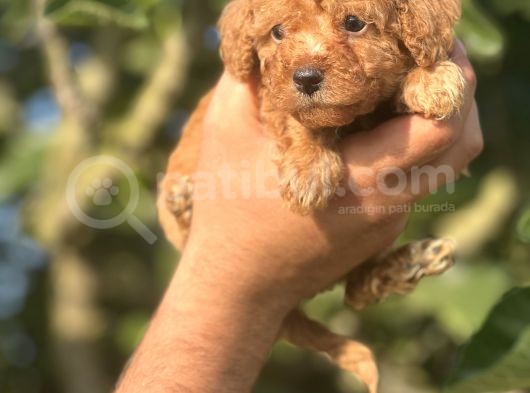 Küçük Poodle Bebeğim görsel
