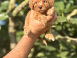 Küçük poodle bebeğim