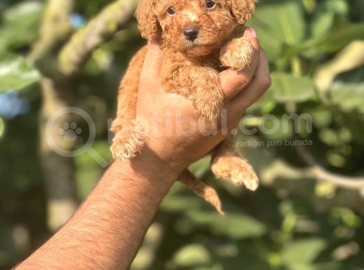 Küçük Poodle Bebeğim
