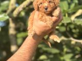 Küçük Poodle Bebeğim