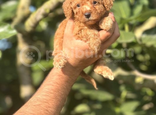 Küçük Poodle Bebeğim görsel