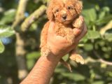 Küçük Poodle Bebeğim