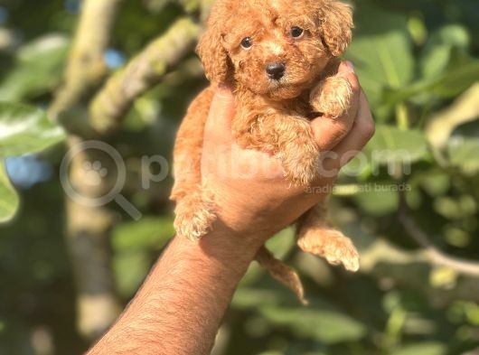 Küçük Poodle Bebeğim görsel