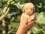Küçük Poodle Bebeğim