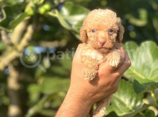 Küçük Poodle Bebeğim görsel