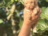 Küçük Poodle Bebeğim