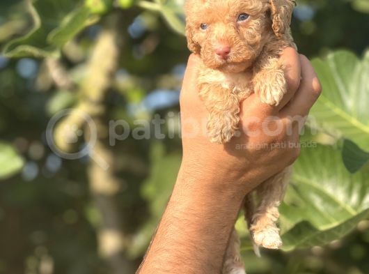 Küçük Poodle Bebeğim görsel