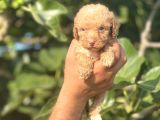 Küçük Poodle Bebeğim