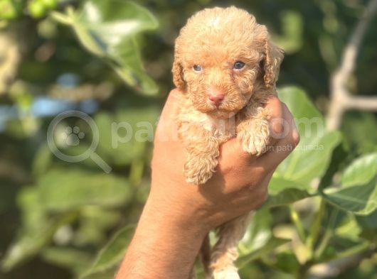 Küçük Poodle Bebeğim görsel
