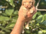 Küçük Poodle Bebeğim