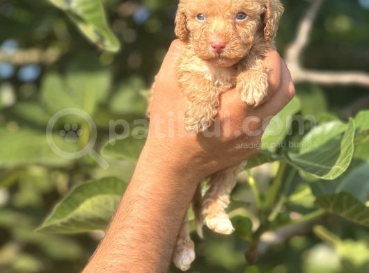 Küçük Poodle Bebeğim görsel