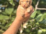Küçük poodle bebeğim