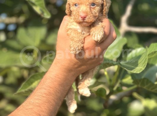 Küçük Poodle Bebeğim